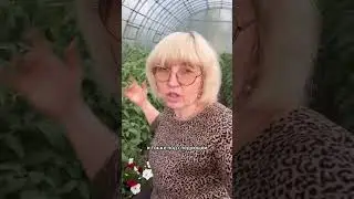 Формирование томатов в теплице 