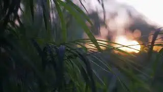 Neutral | Vlogs | Amazing |