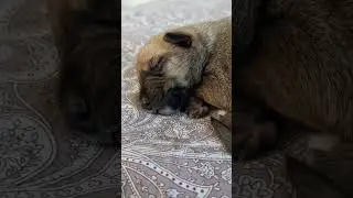 щенок 🥰
