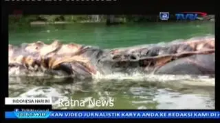heboh,Seekor Ikan Paus Raksasa ditemukan mati di perairan di maluku utara