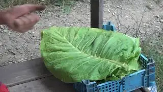 15. Нанизование табака на Медную проволоку.