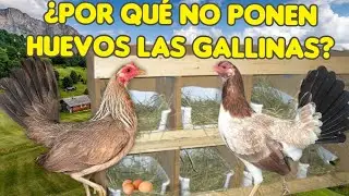 razón por la cual mis gallinas no ponen huevo @elpoderdelpollo2342