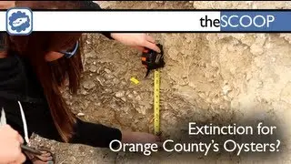 theSCOOP - Extinction for Orange County's Oysters?