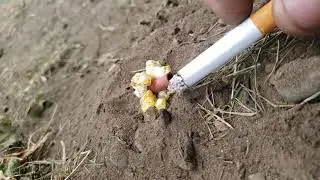 Slow Mo Pop