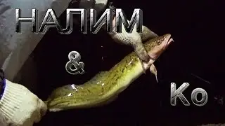 BURBOT and company