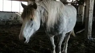 Horse Stallion 539. Erection.