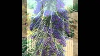 ЭХИУМ,  или  СИНЯК  (ECHIUM)  сем. Бурачниковые