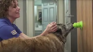 How To Make Ear Cleaning Fear Free for Your Pet