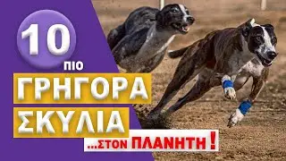 Τα 10 πιο Γρήγορα Σκυλιά στον Κόσμο!
