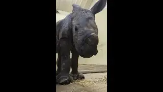 Baby Rhino Calf Says Good Morning☕️🦏