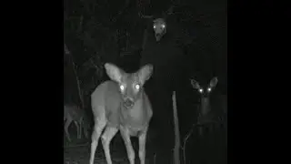 POV you wake up to creepy pics on your trail cam