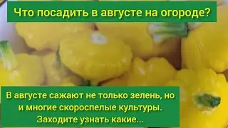 Что посадить в августе на огороде? / Что сеять в августе/ огород в августе/ посевы в августе