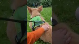собака на дискотеке #собака