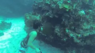Spearfishing in jamaica