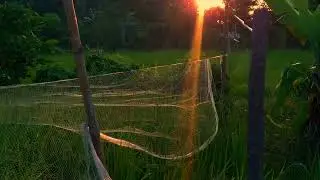 CINEMATIC ALAM | Sinematik sawah indah | pemandangan alam sore hari