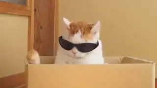 COUB Compilation / Подборка COUB 