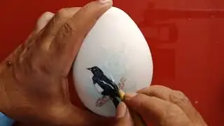 Black billed magpie