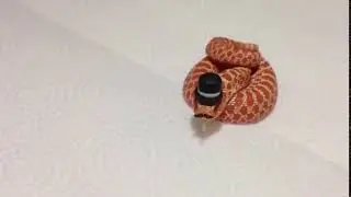 Show Me What You've Got Snake