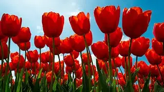 Top 5 Reasons to Plant Tulips