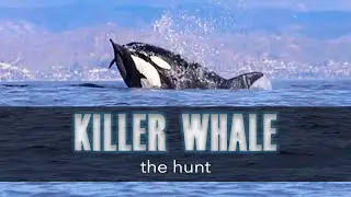 Killer Whales: The Hunt