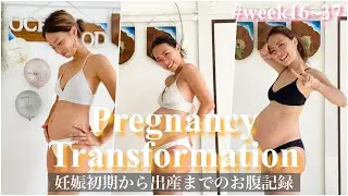 妊娠初期から出産までのお腹の記録‖Pregnancy Transformation week by week【妊娠記録】