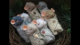 МЫШЬ РОДИЛА! ЧТО ДЕЛАТЬ? Уход за родившей и кормящей мышкой!