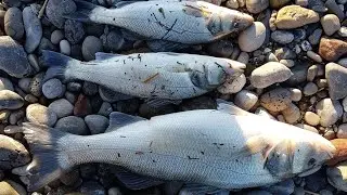 Rekord personal peshkimi Levrek 2.800g,teknika spinnig!😃