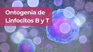 ¿Cómo Maduran los Linfocitos? Proceso Completo de Ontogenia