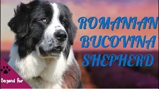 Originated from Wolves? - Bucovina Shepherd Powerful livestock Guardian