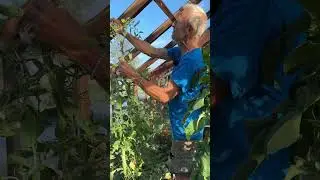 Tomato plants are mobile