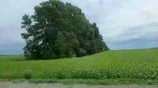 Подсолнухи Поля подсолнухов