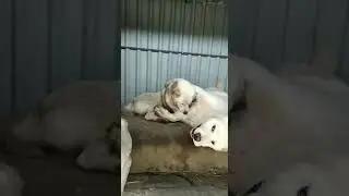 Любовь💘Бая и Азы