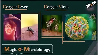 Dengue Fever  حمى الضنك واذاى بتوصل فى النهاية للوفاة + طرق العدوى والتشخيص