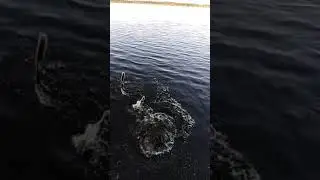 Рыбалка в Карелии! Лето и солнце.