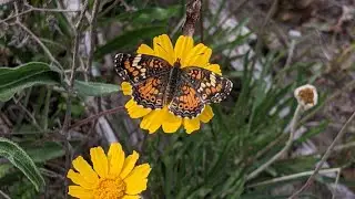 FULL INSECT CATCHING VIDEO! AWESOME FINDS!!!