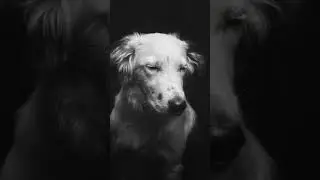 📸🐕 Behind the Scene - HUNDEPORTRAIT 
