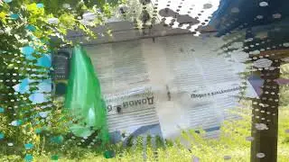 13 июня 2023 гнездо и оса