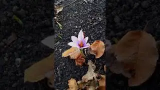 Крокус шафрановий.Перші квіти.Crocus saffron.First flowers.#shortsvideo#shorts#first #шафран#крокус