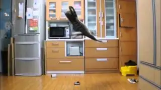 Прыжок кота