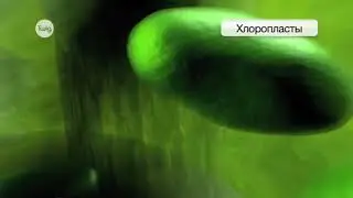 Фотосинтез