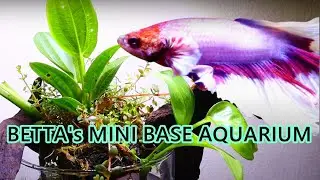 Setup Betta's small base aquarium | Making of Nano aquascape