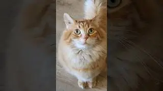 He is the boss 😅 #cat #animals #cute #catvideos #cutecat #pets #funny #cuteanimals #catlover
