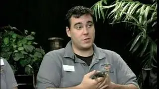Tim Qualls Show - Brandywine Zoo - Uromastyx