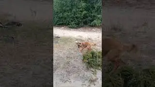 Сердитая собака с игрушкой в зубах