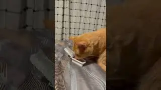 Sleeping orange cat REACTS to his favorite food.