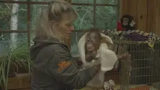 Dr Alison Cronin is caring for Sibu Junior ©MonkeyWorld
