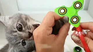 Фиджет Спинер ГИПНОЗ для котенка Макса