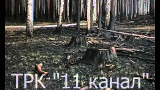 Лесные пожары