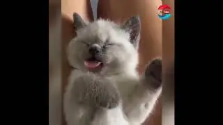 Какая прелесть-How lovely
