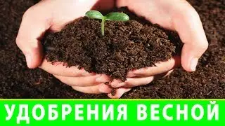 УДОБРЕНИЯ ВЕСНОЙ ПОЧВЫ В ОГОРОДЕ